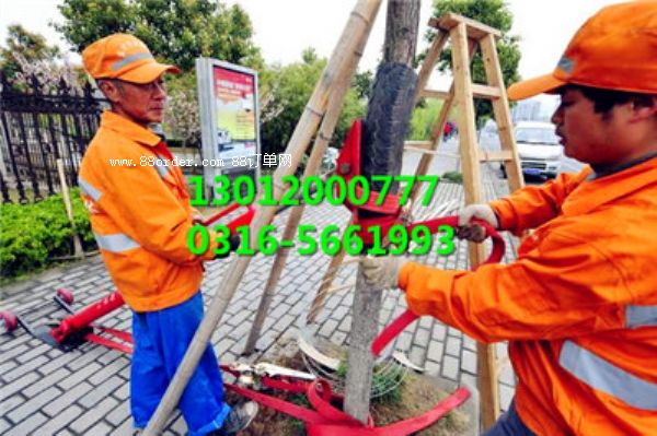 ��ľ���������C����