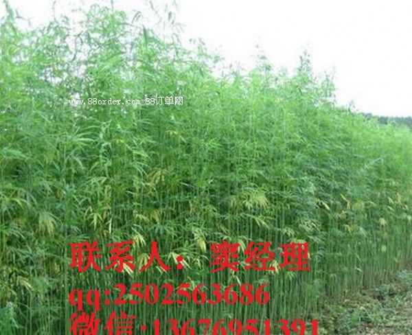 ����C(j��)