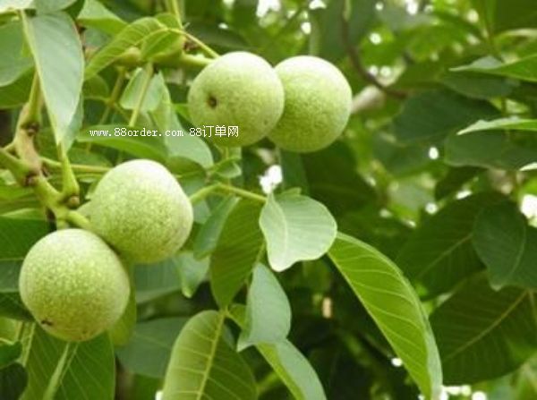 ���T�Ϻ���������Ƥ�������l(f��)�˶�