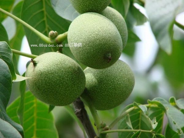 ���T�Ϻ������������Ј��r����m(x��)�߸ߵ���Ҫԭ��|���������l(f��)