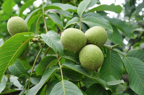 ���T�Ϻ��������Nֲ���ҵ������^��|���������l(f��)