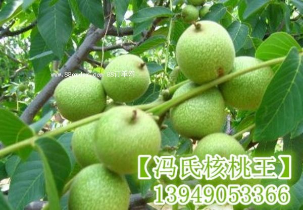 ���T�Ϻ����������ҵķNֲ��(y��u)��|�������A(y��)��