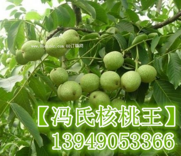 ���T�Ϻ��������Ĵ��˷Nֲ������ľ������|���������l(f��)