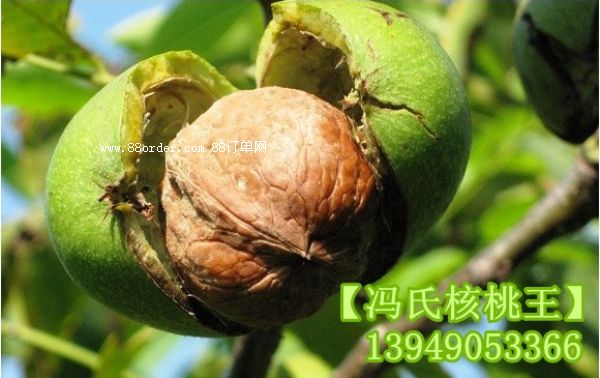 ���T�Ϻ�����������2̖������̓r���l(f��)��|���������l(f��)