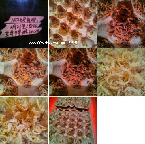 ɽ�|Ы���B(y��ng)ֳ