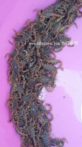 �|�IЫ���B(y��ng)ֳ