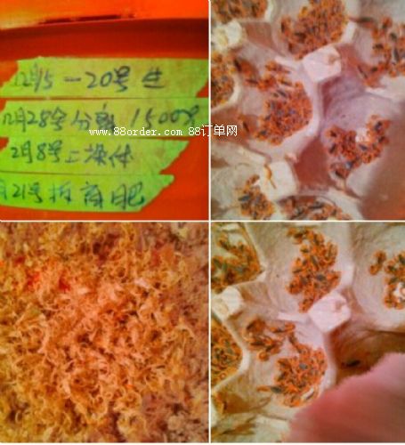 ����Ы���B(y��ng)ֳ