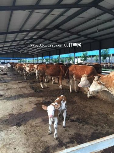 ��ţţ�����T(m��n)����ţ