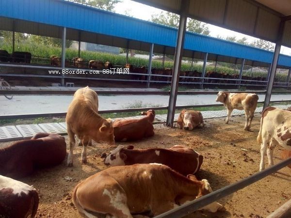 �����Sţţ�كr��