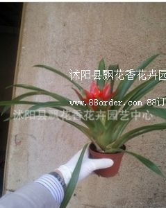 �P�滨 ���\(y��n)��(d��ng)�^ �t�Ǹ��� �^��ֲ��