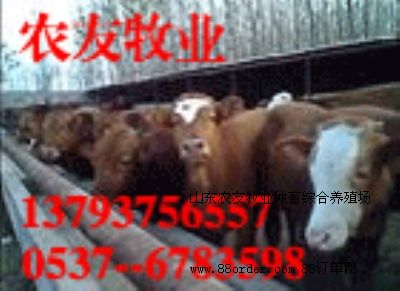 ��ľٝţɽ�|�����B(y��ng)ţ��(ch��ng)