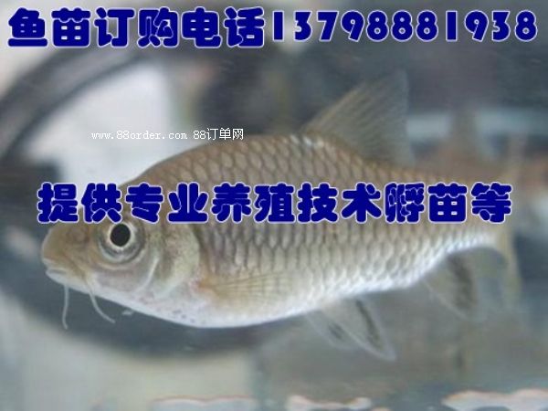 ��ɽ�h/�~�繩��(y��ng)�r(ji��)��/�r���~��΃r(ji��)���l(f��)�S/ɳ��h