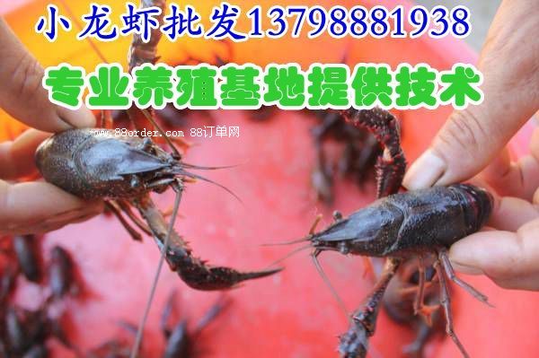 ������/��(y��u)�|(zh��)���r��S��/�S�����l(f��)С���r/��ؕ