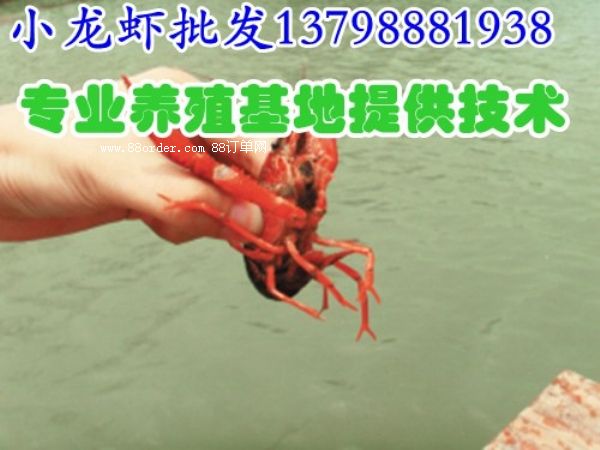 ��֦��/��(y��u)�|(zh��)���r��S��/�S�����l(f��)С���r/  �o��