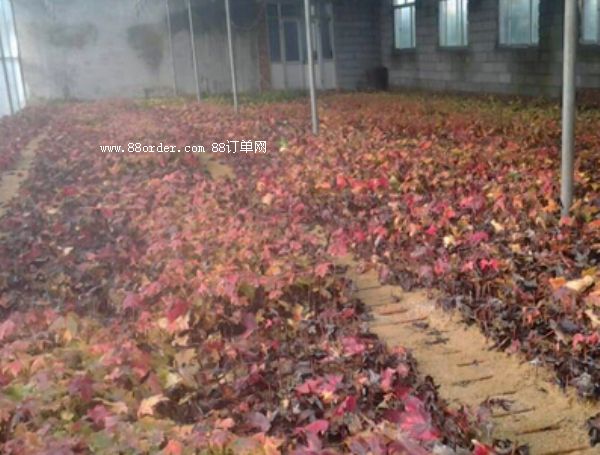 ɽ�|����(gu��)�t������ľ�����޼�Ҫ�c(di��n)