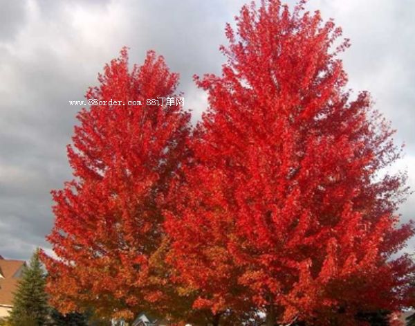 ɽ�|�����t��С��Ķ������B(y��ng)