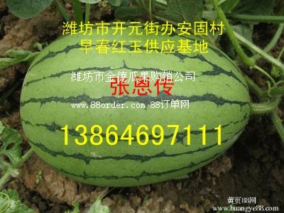 ����(y��ng)�紺�t������